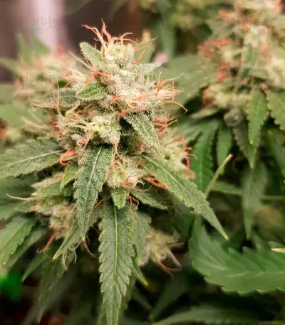 Kali Dog (RQS) Cannabis-Samen
