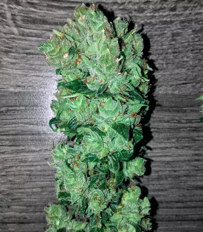Keramatic Auto (Kera Seeds) Cannabis-Samen