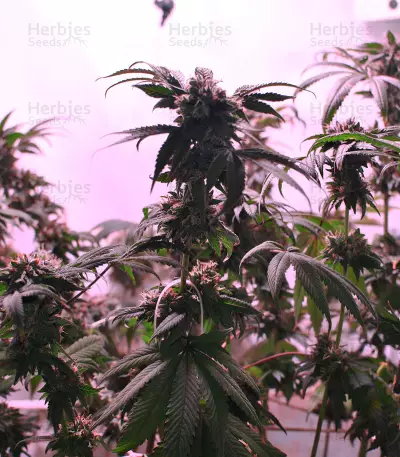 LA Confidential (DNA Genetics) Cannabis-Samen