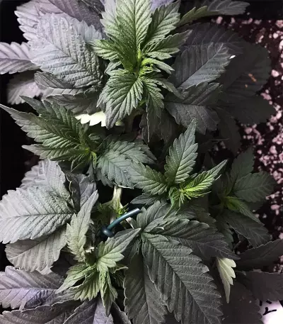 LA Widow (Kera Seeds) Cannabis-Samen