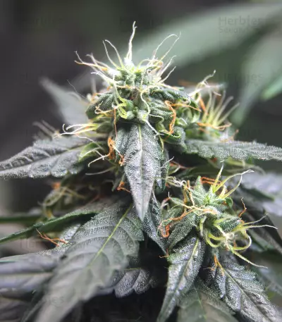 La Diva Auto (Delicious Seeds) Cannabis-Samen