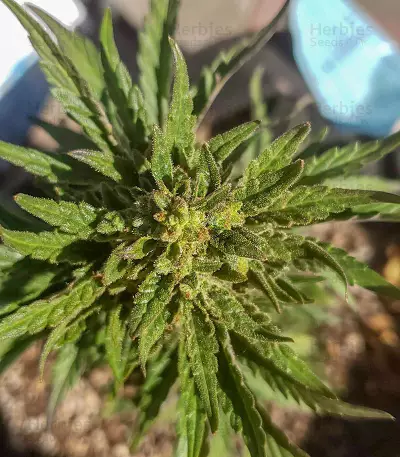 Monster Bruce Banner (Monster Genetics) Cannabis-Samen