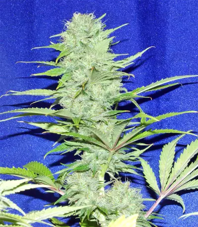 Nepal Jam regular (Ace Seeds) Cannabis-Samen