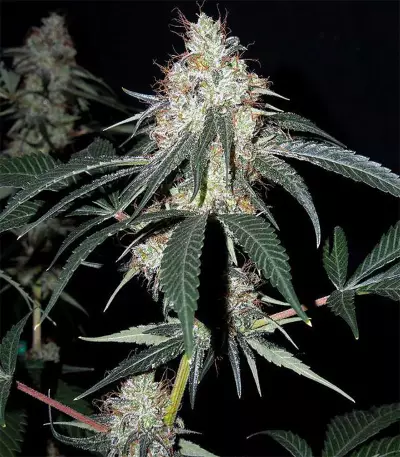 Nepal Jam regular (Ace Seeds) Cannabis-Samen