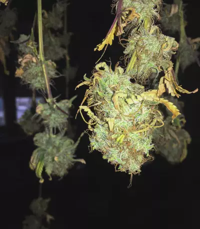 Northern Lights (Seedstockers) Cannabis-Samen