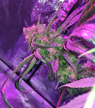Peyote Purple Regular (CannaBioGen) Cannabis-Samen