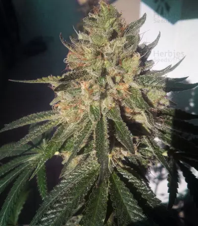 Sherbet Queen strain