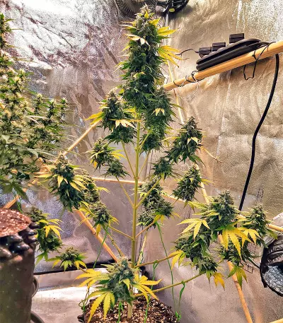 Sticky Fingers Autoflower (Seedstockers) Cannabis-Samen