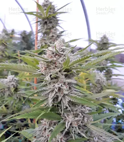 Strawberry Banana (Big Head Seeds) Cannabis-Samen