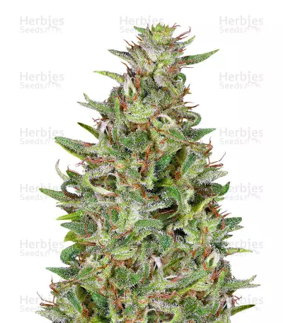 Tangie (Big Head Seeds) Cannabis-Samen