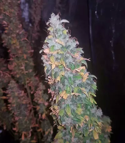 Auto Jack strain