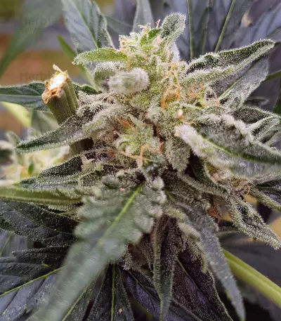 Auto Masszar (Critical Mass Collective Seeds) Cannabis-Samen
