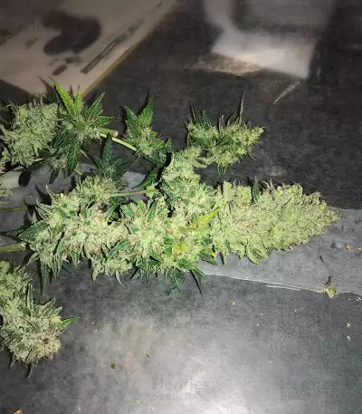 Berry Bomb Auto (Bomb Seeds) Cannabis-Samen