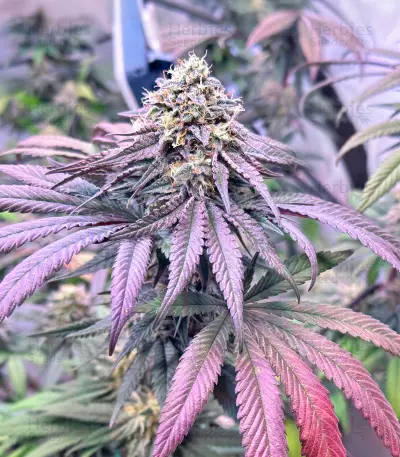 Blue Sunset Sherbert feminisierte Samen (Barney's Farm)