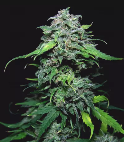 Chem-Bomb Auto (Humboldt Seeds Organization)