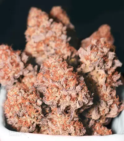Chempie (Ripper Seeds)