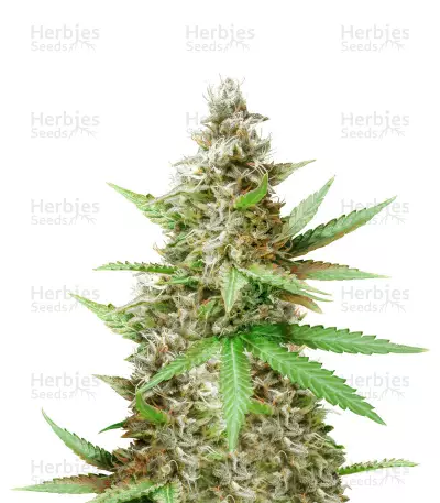 Critical Sour (Female Seeds) Cannabis-Samen