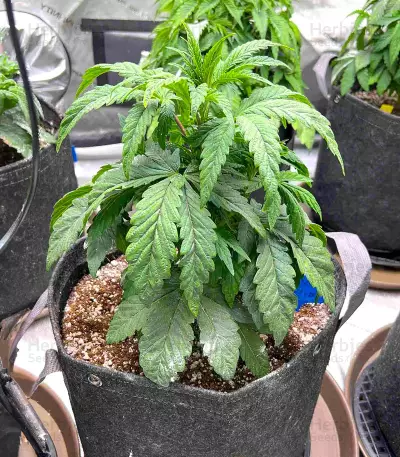 Gary Payton feminisierte Samen (Barney's Farm)