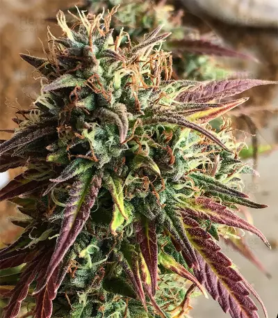 Girl Scout Cookies Auto (Auto Seeds) Cannabis-Samen