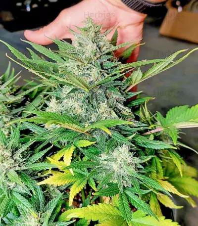 Lemon Haze Auto (Expert Seeds) Cannabis-Samen