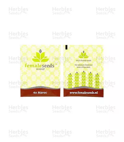 Maroc (Female Seeds) Cannabis-Samen