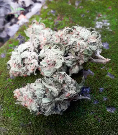 Medi Bomb 1 (Bomb Seeds) Cannabis-Samen