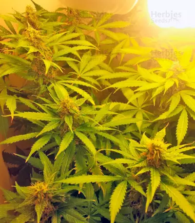 Northern Lights Auto (GHS) Cannabis-Samen