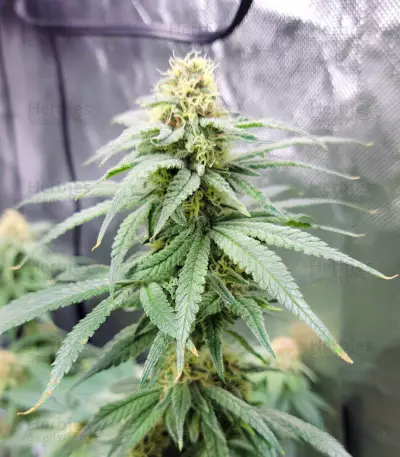 Runtz Punch feminisierte Samen (Herbies Seeds)