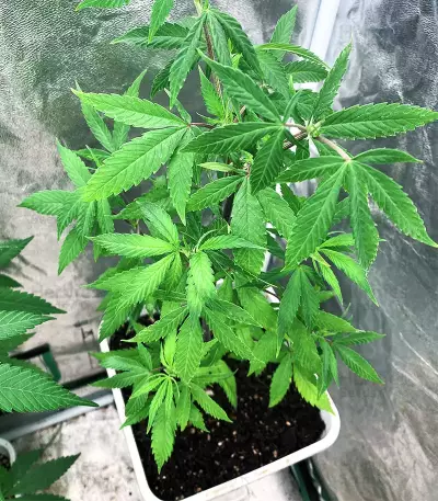 Afghan Kush Early Harvest (World of Seeds) Cannabis-Samen