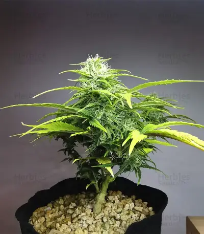 Apple Betty Samen feminisiert (Herbies Seeds)