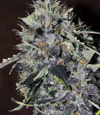 CBD Auto 20:1 (Fast Buds)
