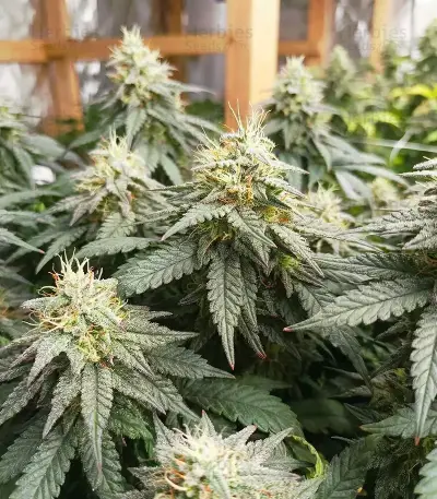 Colorene Kush (Cali Connection Seeds)