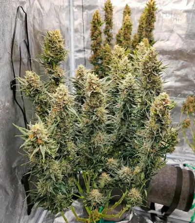 CR + (BlimBurn Seeds) Cannabis-Samen