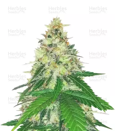 Dessert Mix Samen feminisiert (Herbies Seeds)