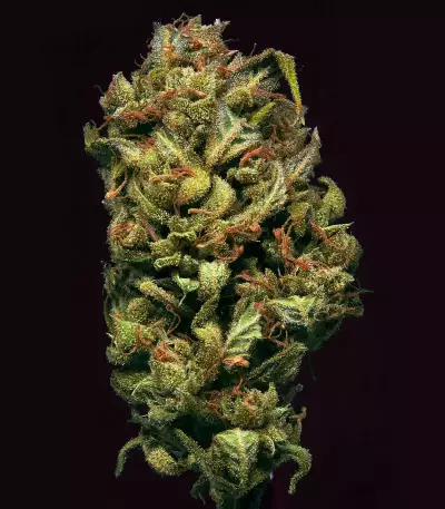Gelato Auto feminisierte Samen (Fast Buds)