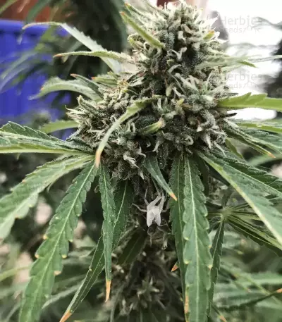 GG#4 Original Glue (Blackskull Seeds) Cannabis-Samen