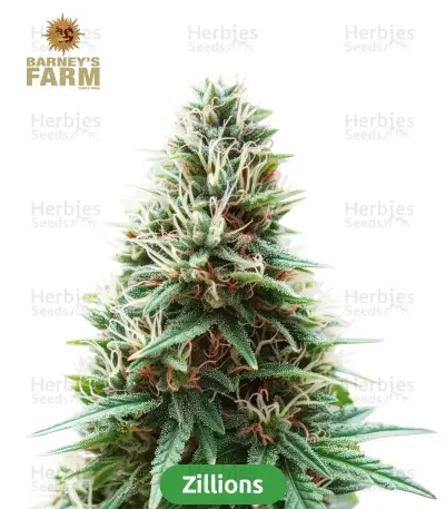 High-THC Bundle #1: 3x3 seeds (Mixed)