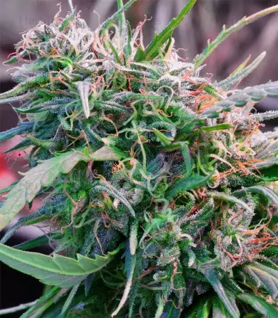 Malawi (Ace Seeds) Cannabis-Samen