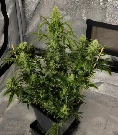 Mango Cherry Runtz Auto (Fast Buds)