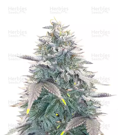OG Kush Auto feminisierte Samen (Ethos Genetics)