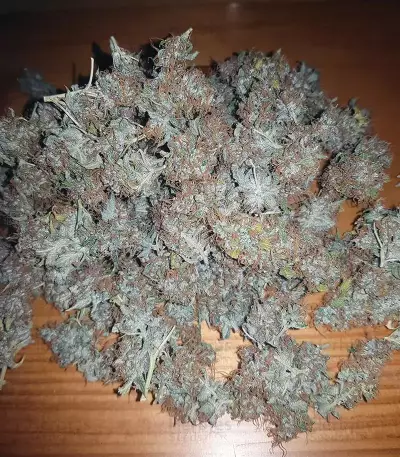 Purple Punch Auto feminisierte Samen (Barney’s Farm)