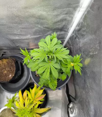 Purple Tropicana Cookies Autoflower feminisierte Samen (Seedkeepers)