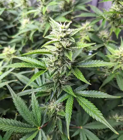 Section 781 Autoflowering (Blimburn x Herbies)