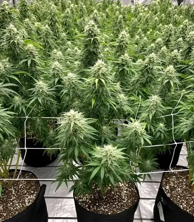 Skunk Haze (Ceres Seeds) Cannabis-Samen
