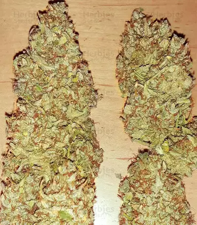 Strawberry Pie Auto Samen feminisiert (Fast Buds)