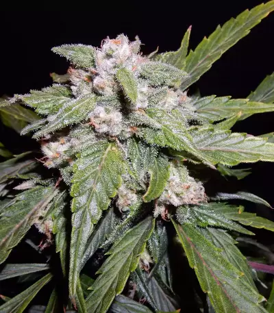 THC Bomb Auto (Bomb Seeds) Cannabis-Samen