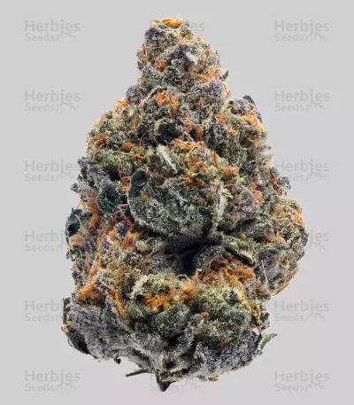 The New (Humboldt Seeds Organization) Cannabis-Samen