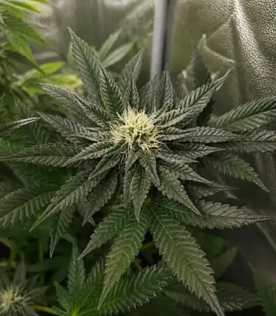 Trop Cherry (Original Sensible Seeds)