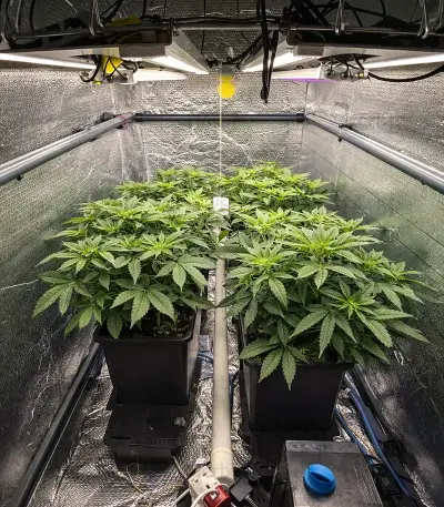 Tropicana Cherry (Barney's Farm)