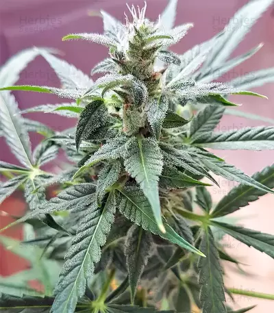 White Widow (Seedstockers) Cannabis-Samen